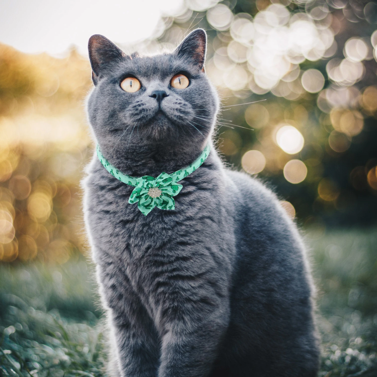 Exquisite Pet Collar Adorable Cotton Dog Collar Wear-resistant Pet Collar Pet Supplies