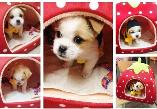 Pet Kennel, Dog Cat Bed House Strawberry Shape Soft Puppy House