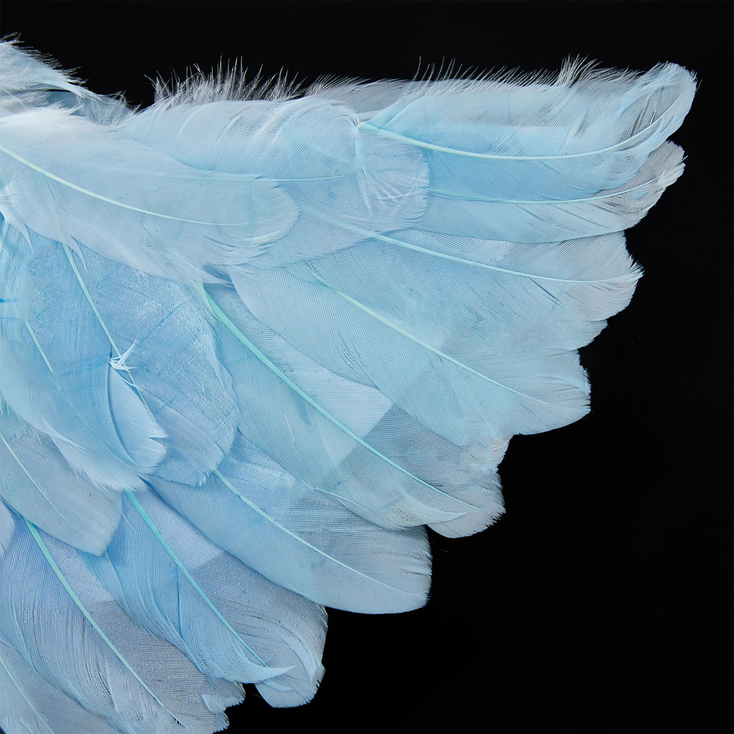 Feather Wings, Fairy Wings, Angel Wings with Crown and Wand for Girls