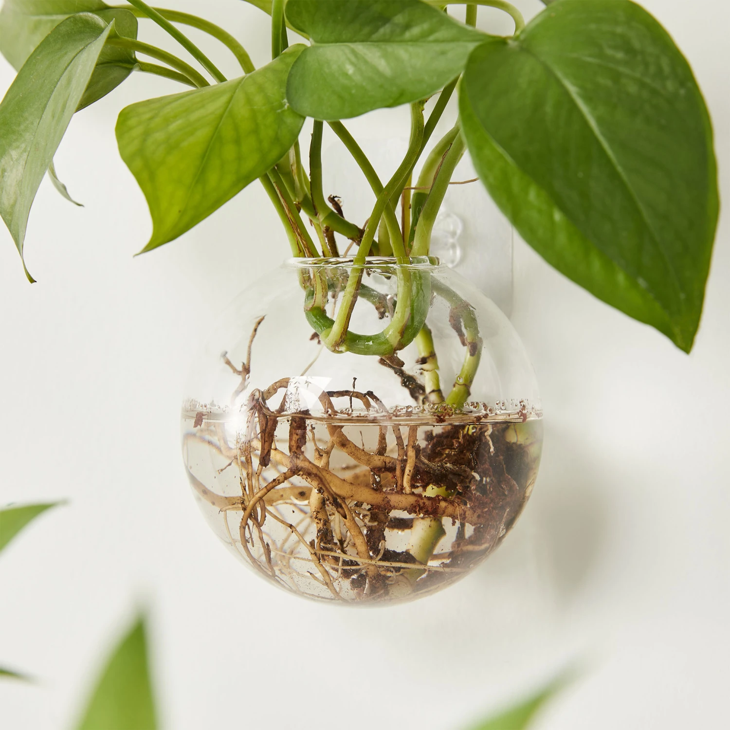 Wall-Mounted Glass Flower Pot Transparent Globe Shape Hanging Vase Planter