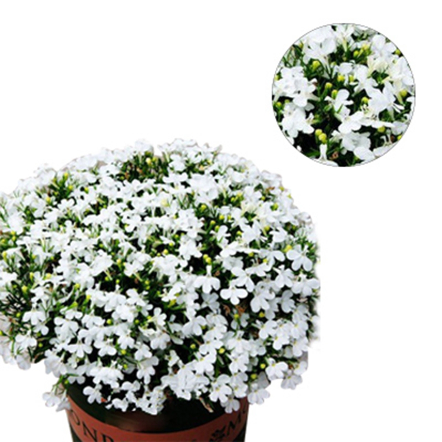 200 Seeds/Pack Colourful Rose Seed Bonsai Potted High Survival Rate for Balcony Garden Decoration