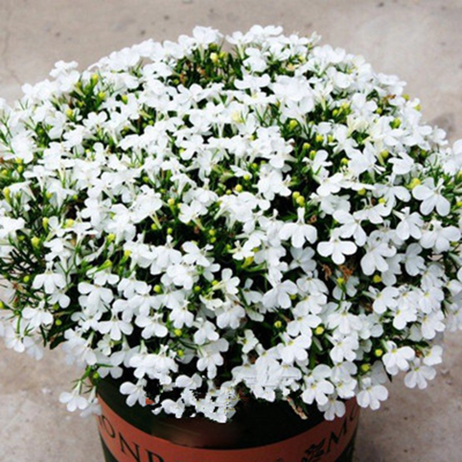 200 Seeds/Pack Colourful Rose Seed Bonsai Potted High Survival Rate for Balcony Garden Decoration