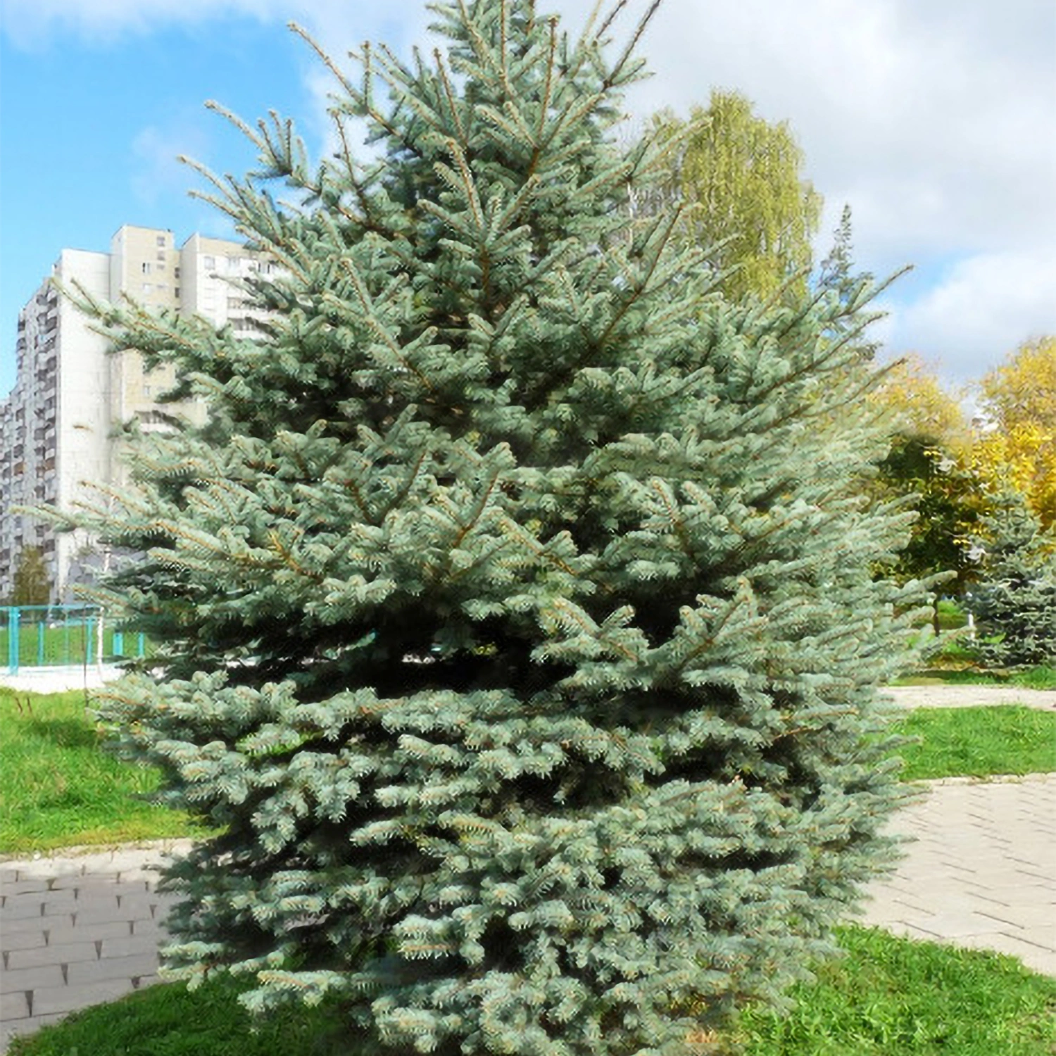 20 Seeds Bonsai Blue Spruce Planting Seeds Landscaping Garden Attractive Potted Tree Seed