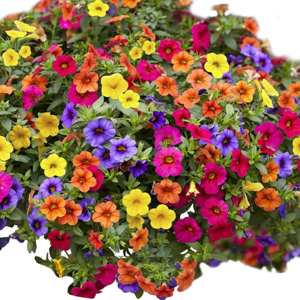 100Pcs Flower Seeds Home Gardening Seeds Petunia Potting Plant Seeds for House Decoration