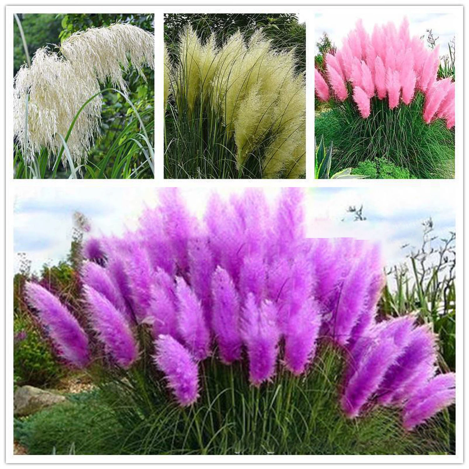 200pcs Pampas Grass Seeds Easy Grow Planting Seeds for Home Decor Multiple Colors