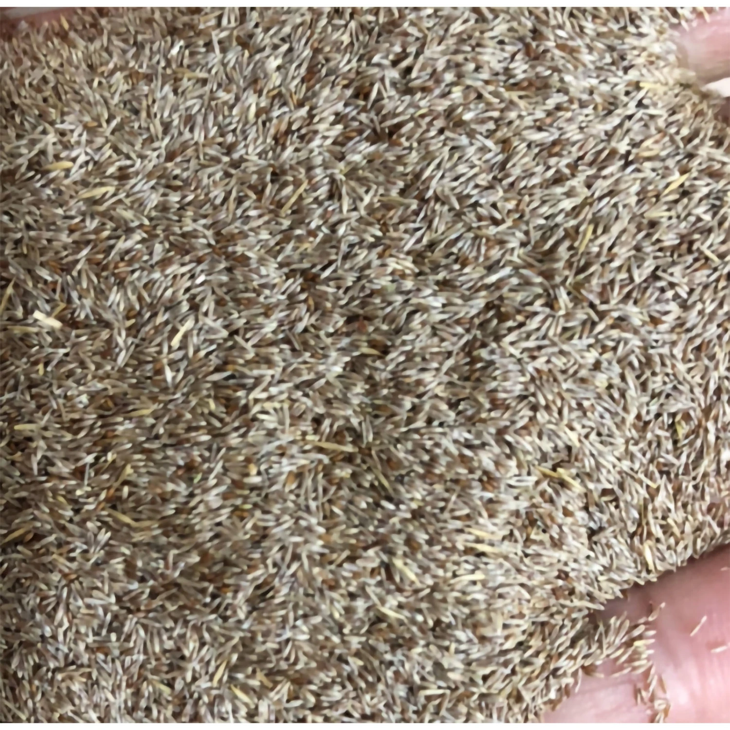 200pcs Pampas Grass Seeds Easy Grow Planting Seeds for Home Decor Multiple Colors