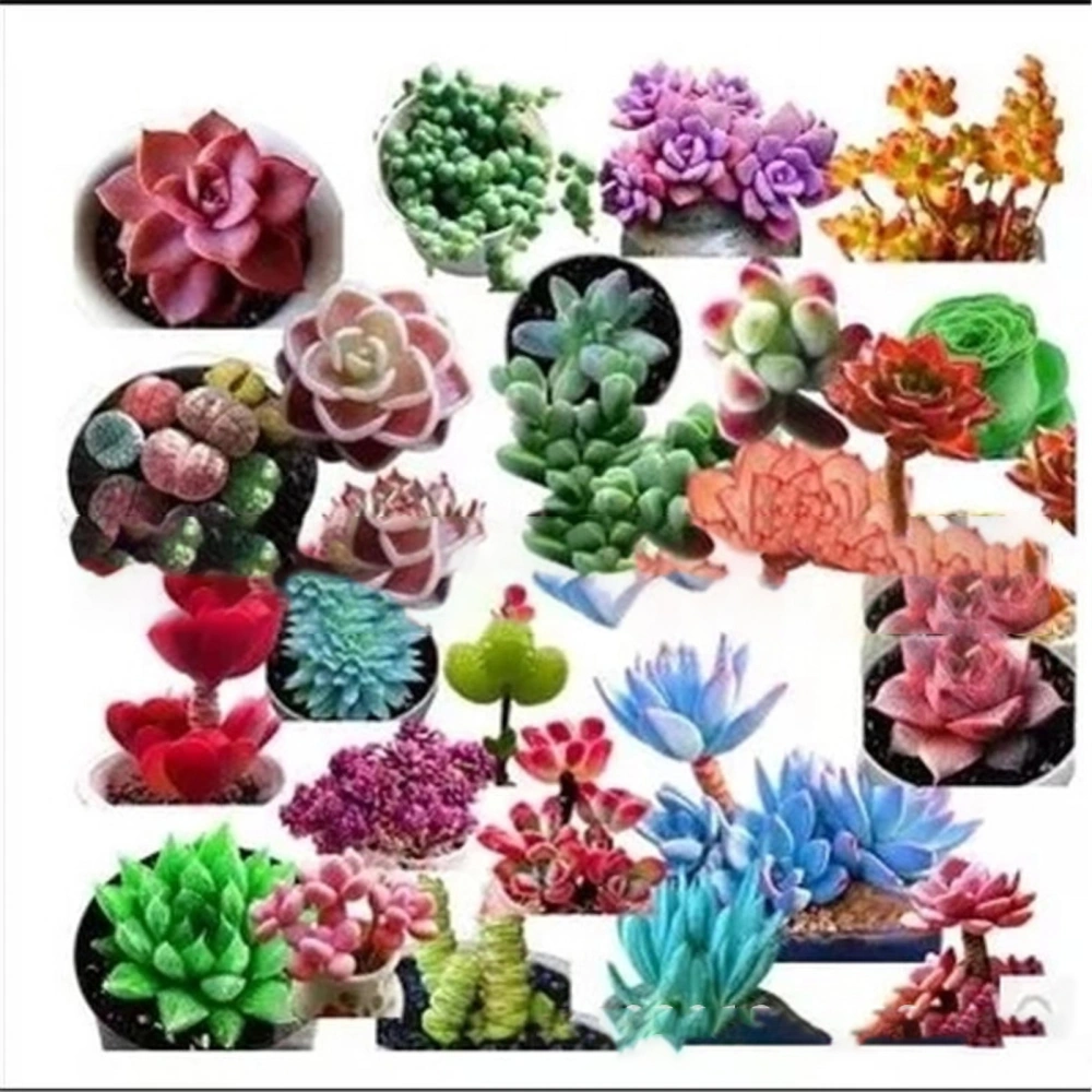 100Pcs Succulent Seeds Fast Growing Fleshy Seeds Home Bonsai Flower Mixture for Gardens Balcony