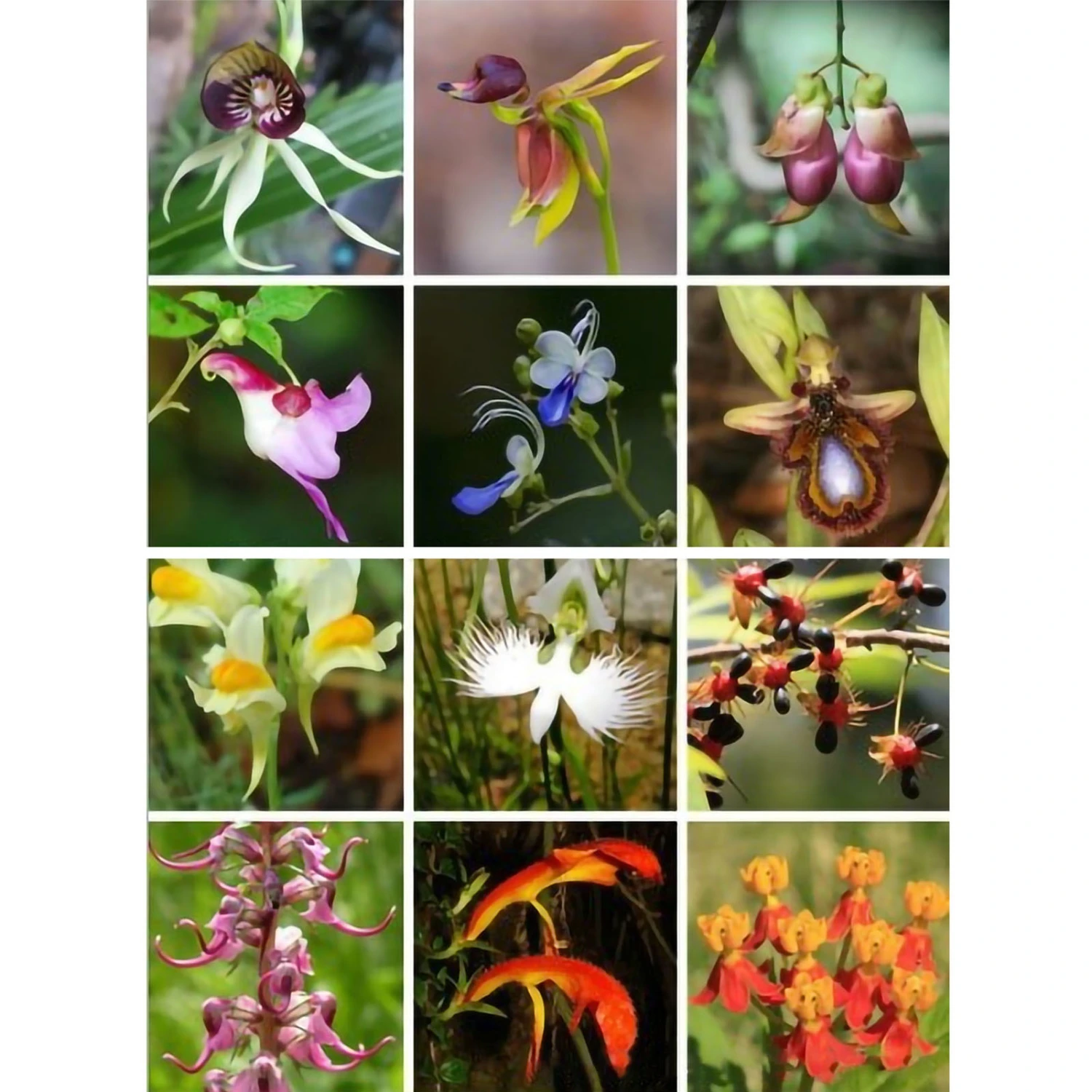 30 Seeds Caleana Major Seed Balcony Planting Lawn Garden Seed for Outdoor Courtyard