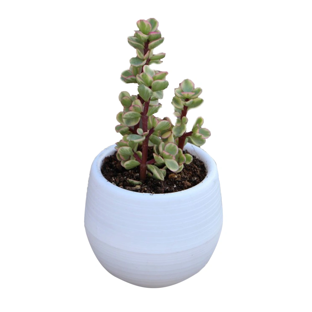 Succulent Pot Mini Seedling Flower Container Plastic Flower Pot for Garden Courtyard BalconyWhite