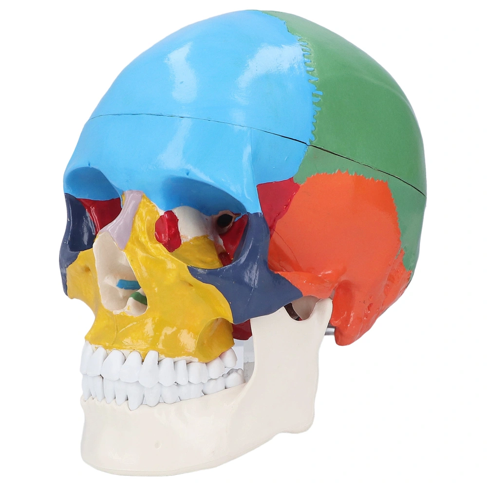 Skull Model Life Size 3 Part Colored Detachable Human Skull Anatomical Model with Color Chart for Teaching and Learning