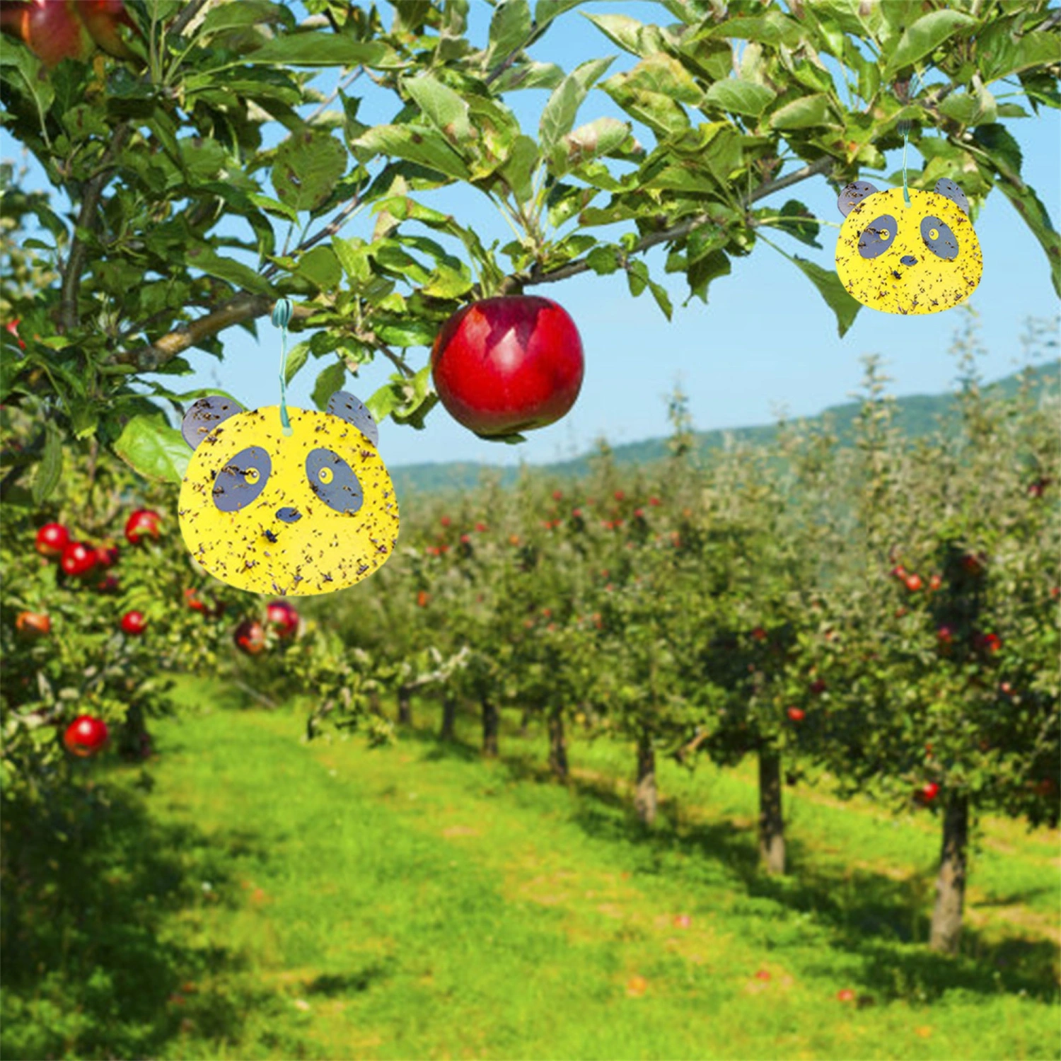 Fruit Fly Trap, Effective Fruit Fly Catcher, Sticky Gnat Traps Killer