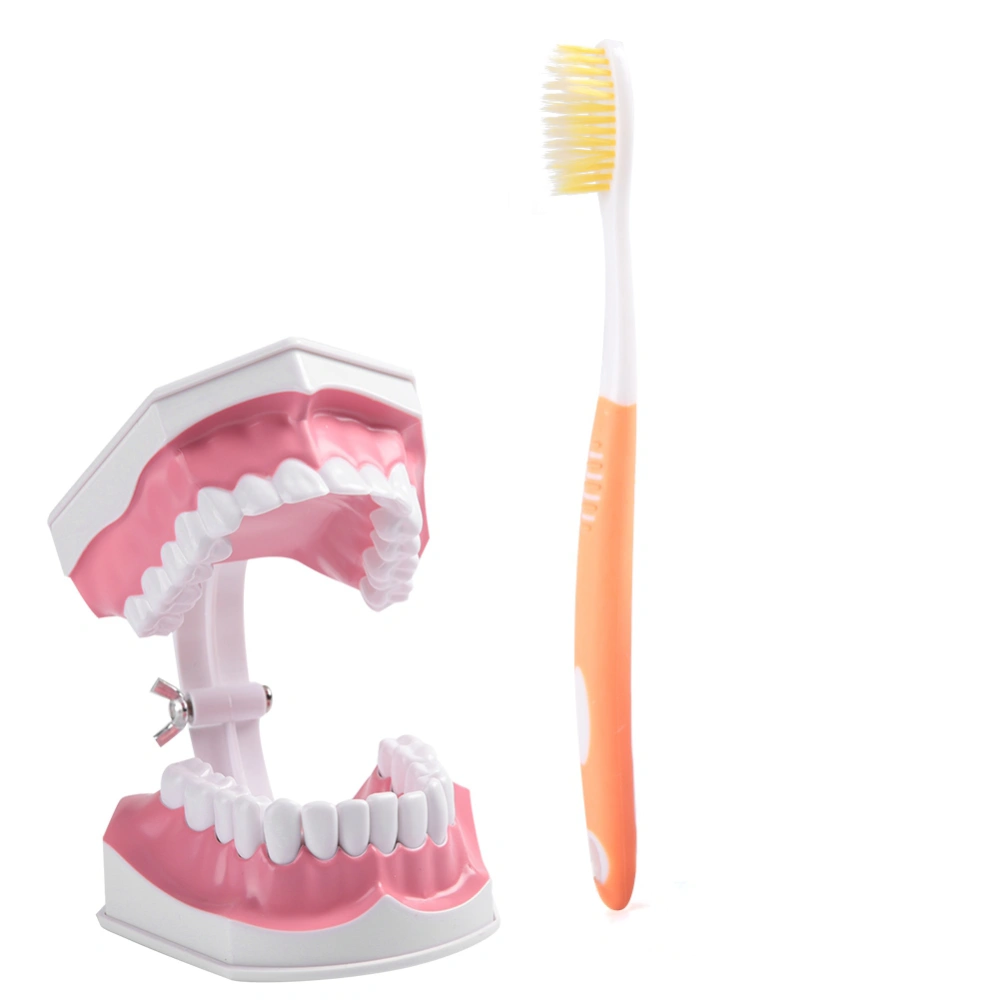 Adult Dental Teeth Model and Toothbrush with Removable High-Grade Teeth Teaching Model