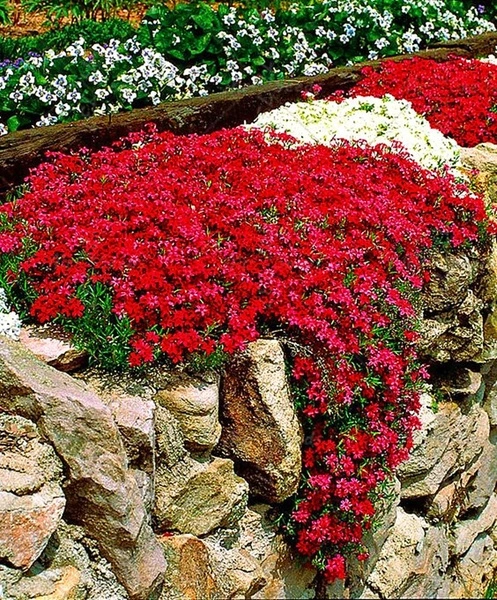 100 pcs  Rock Cress Seeds Rock Cress Seeds Climbing Plant Barley perennial bonsai( red )