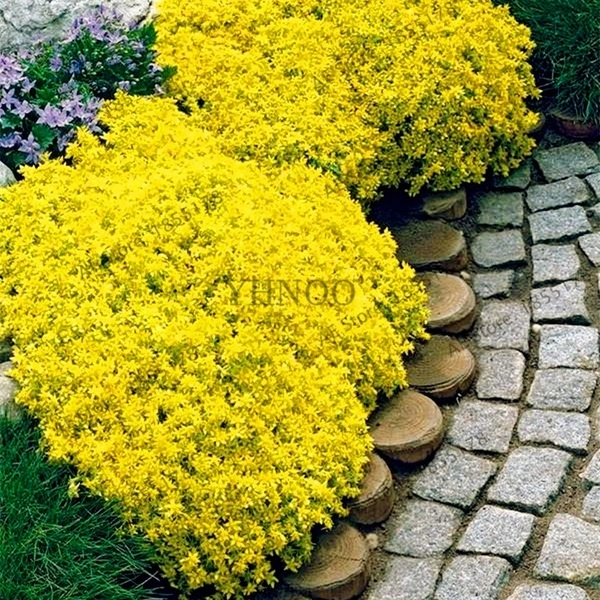 100 pcs  Rock Cress Seeds Rock Cress Seeds Climbing Plant Barley perennial bonsai( red )