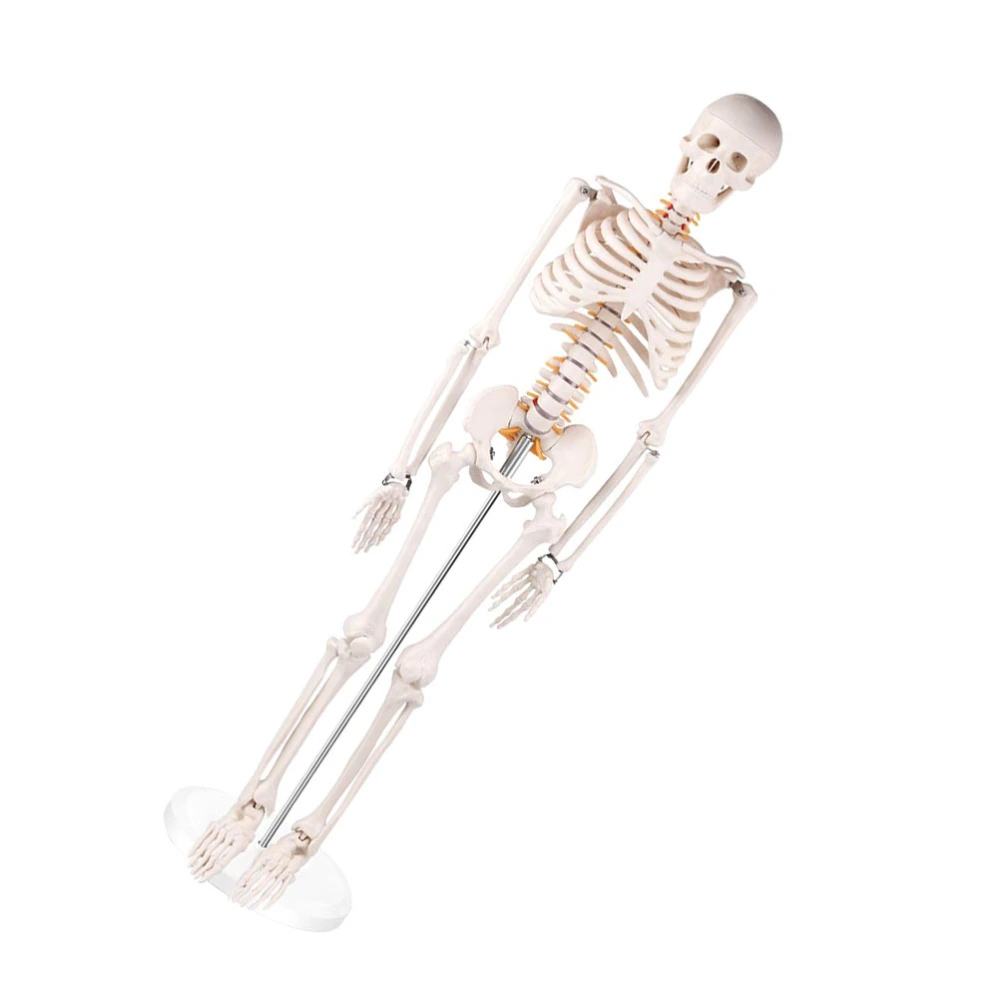 1Pc Human Bone Model Simulation Skeleton Model for Teaching Medical Use