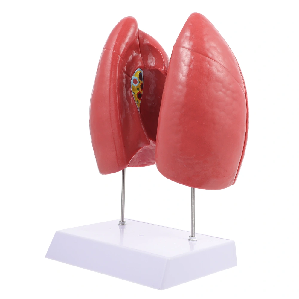 Teaching Respiratory Lung Model School Respiratory System Lung Display Model Tool