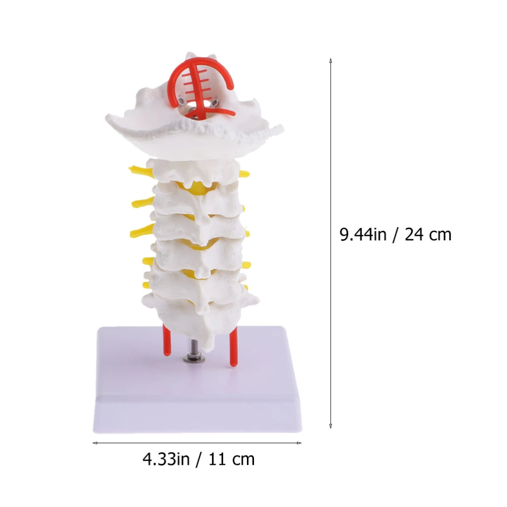 1pc Cervical Spine Model Simulation Intervertebral Medical Model Teaching Prop