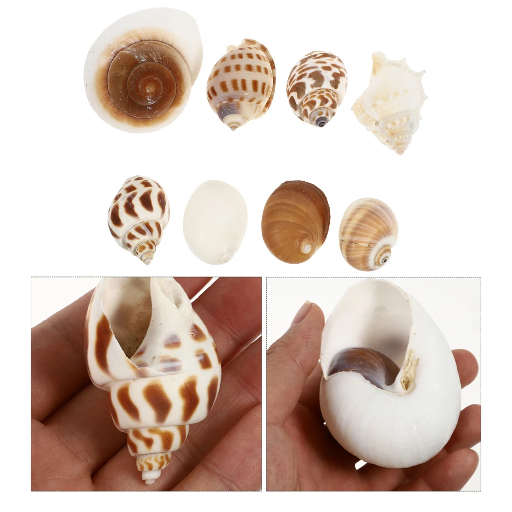 8Pcs Natural Shell Conch Hermit Crab Roll Fish Tank Shellfish Decors (Assorted Style)