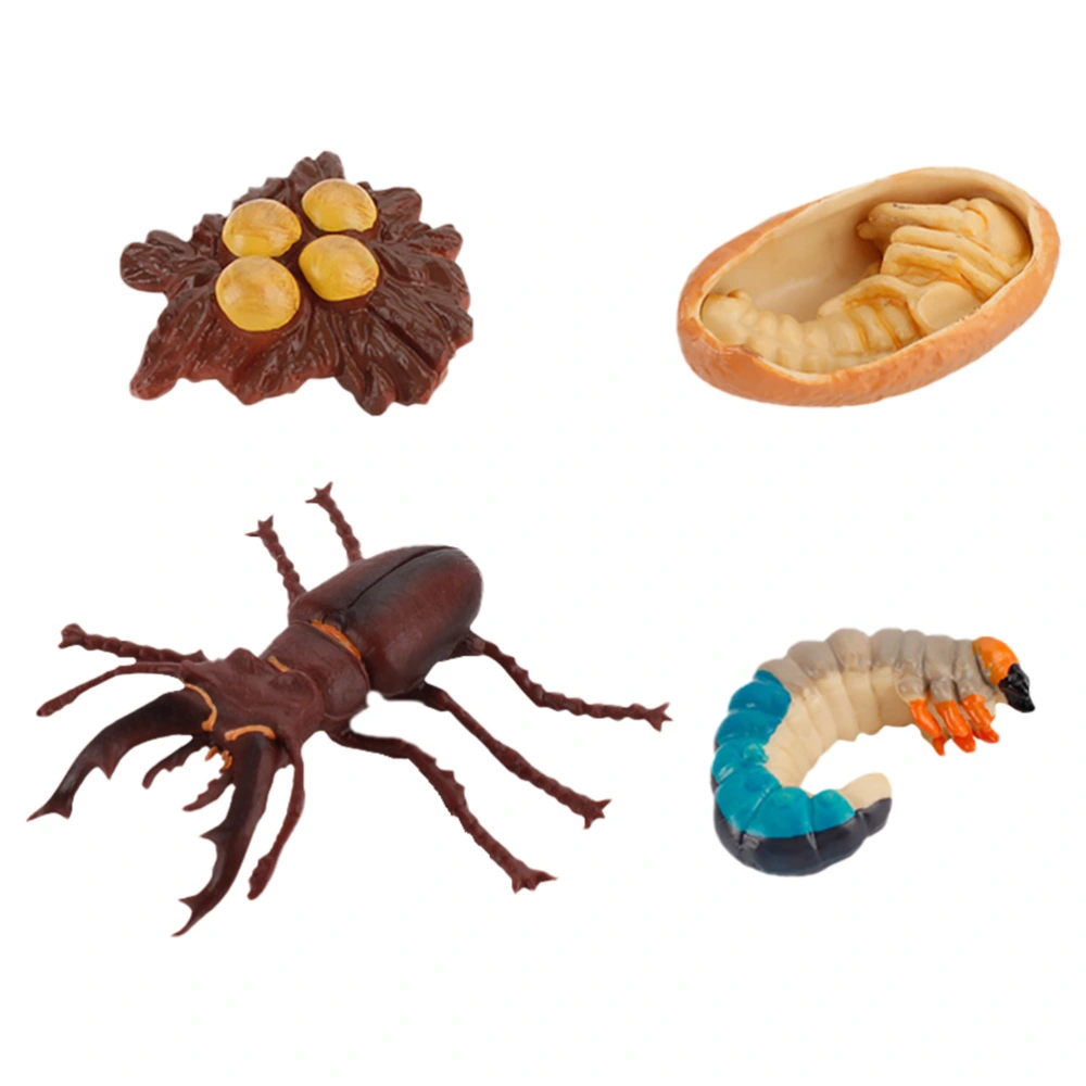 4Pcs Simulation Insect Growth Ornaments Insect Display Models for Kids