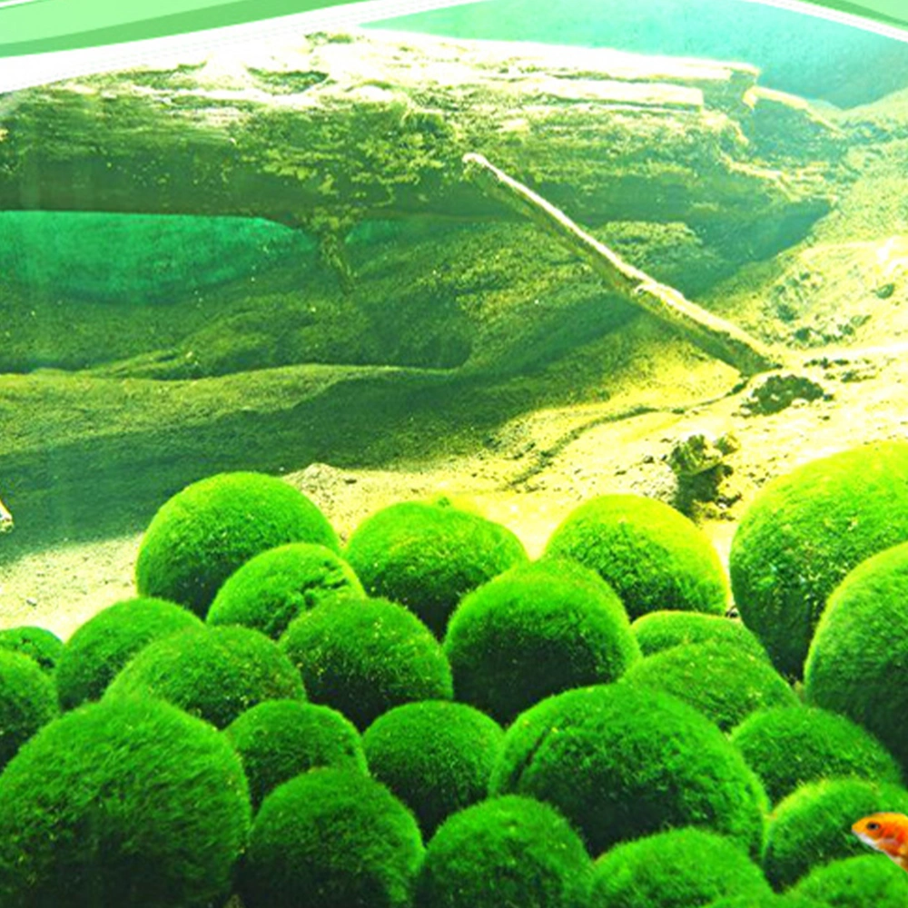 3-4cm Real Aquatic Plants Live Fish Tank Green Aquarium Landscape Marimo Moss Ball Decoration