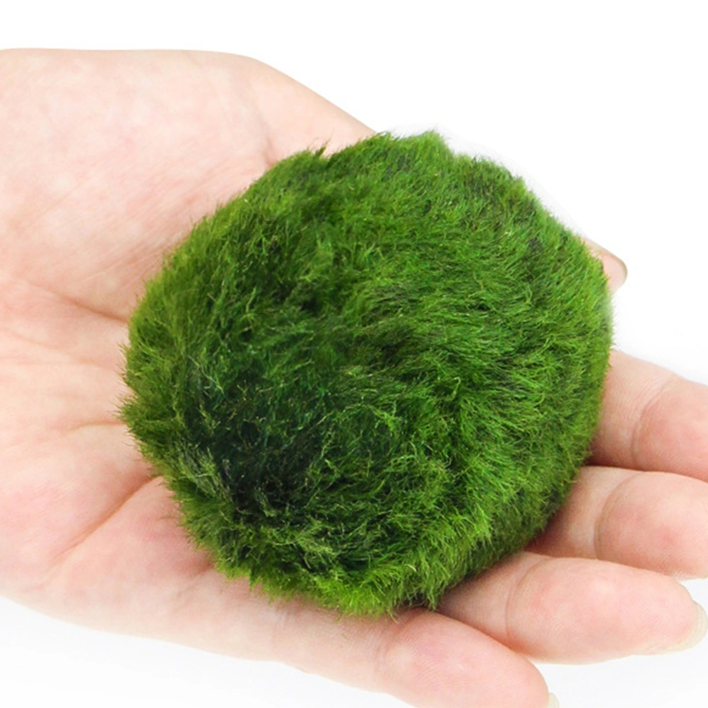 3-4cm Real Aquatic Plants Live Fish Tank Green Aquarium Landscape Marimo Moss Ball Decoration
