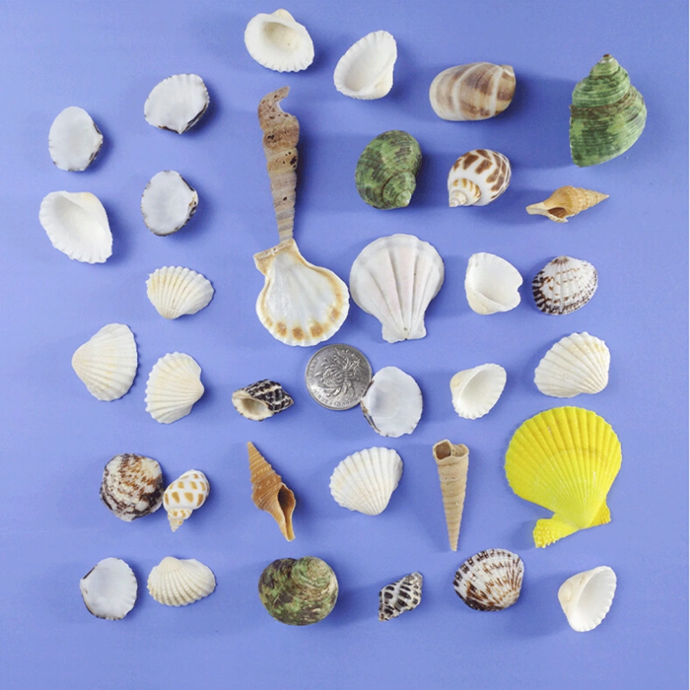 500g Seashells Mixed Ocean Beach Seashells Natural Colorful Seashells for Decoration Crafts (Assorted Color)