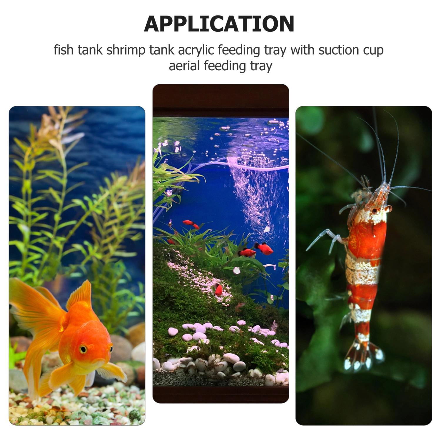 5Pcs Aquarium Feeding Device Shrimp Feeder Fish Tank Feeder with Suction Cup
