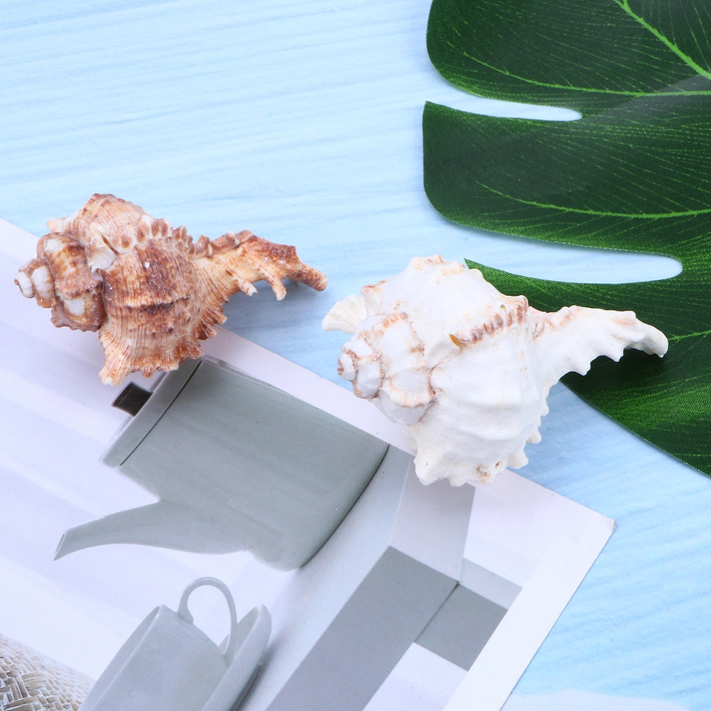 5pcs 6-9cm Natrual Big Conch Home Decoration for Fish Tank Aquarium Miniature Landscape (Random Color)