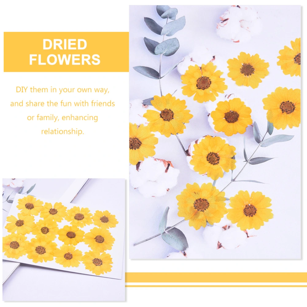 24pcs Dried Daisy Flowers Pressed Flowers for Scrapbooking Phone Case DIY Crafts