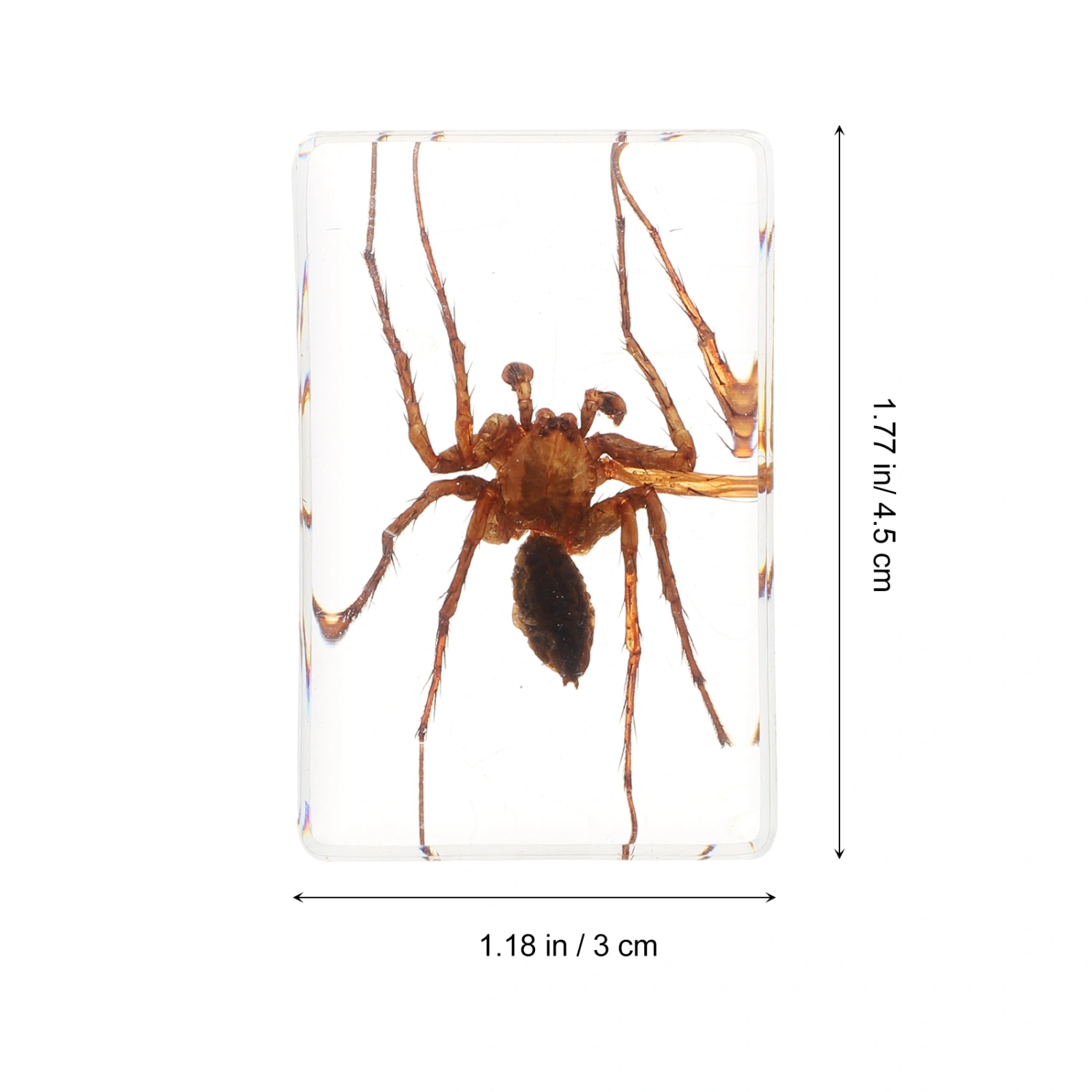 1 Pc Biological Science Education Resin Specimen Tarantula Amber Samples