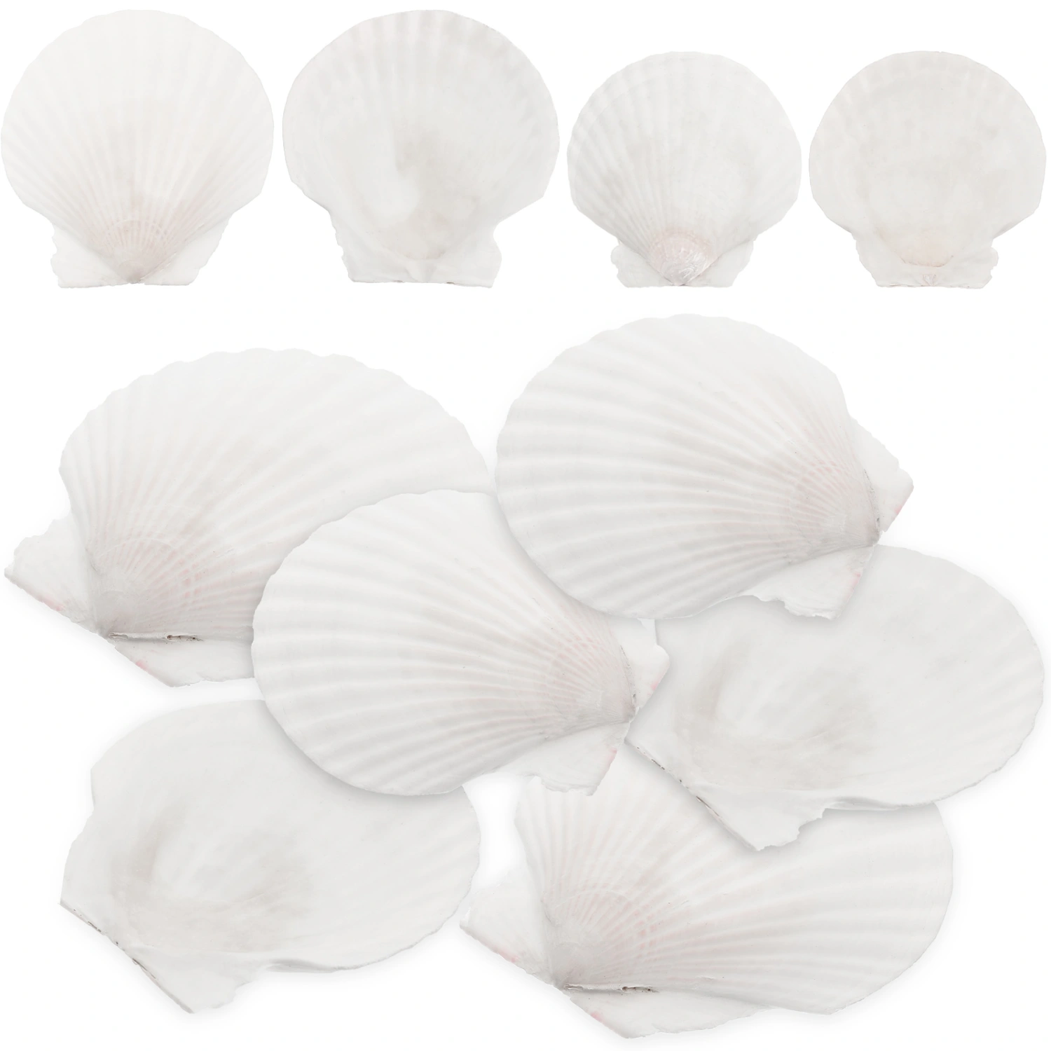 10pcs White Scallops Shell Seashells Large Natural Shell Embellishment Craft Material
