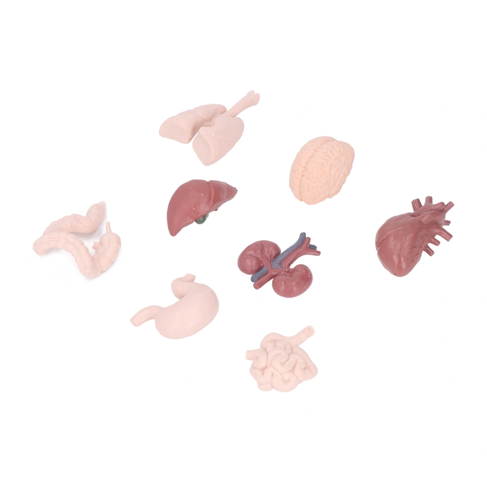 Human Organ Model Simulation Body Anatomy Educational Tool Brain Heart Lungs Liver Stomach Kidneys for Teaching