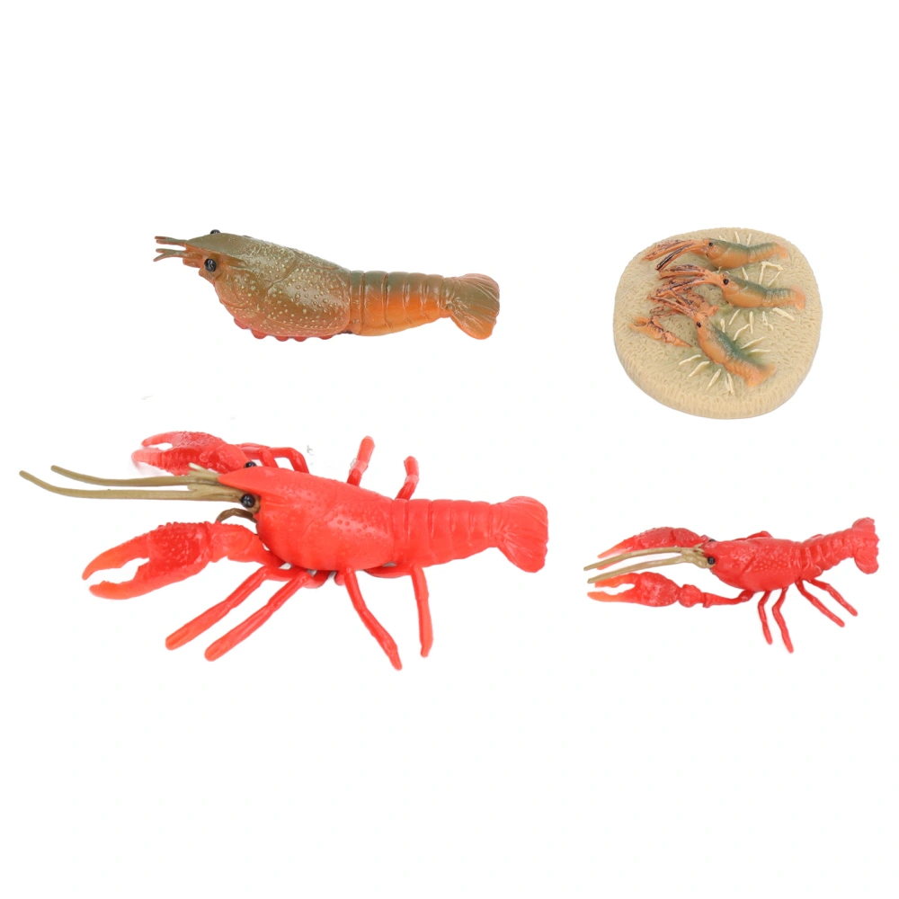 Simulation Lobster Growth Cycle Model Vivid Crayfish Life Cycle Figurines for Kids Education Toy Home Decoration