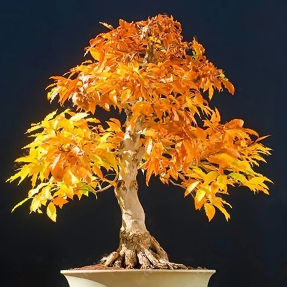 20 Pcs Rare Blue Maple Seeds Bonsai Tree Plants Home Garden Decoration Japanese Maple Tree