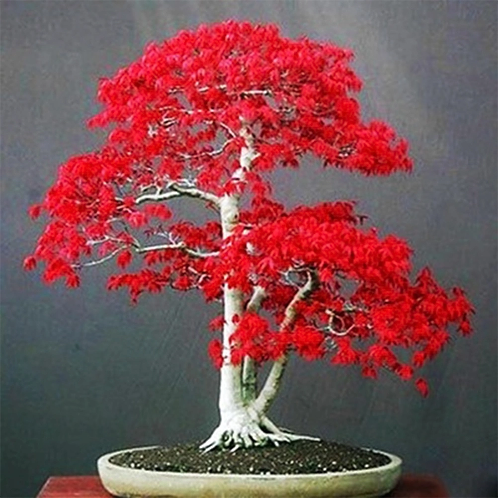 20 Pcs Rare Blue Maple Seeds Bonsai Tree Plants Home Garden Decoration Japanese Maple Tree