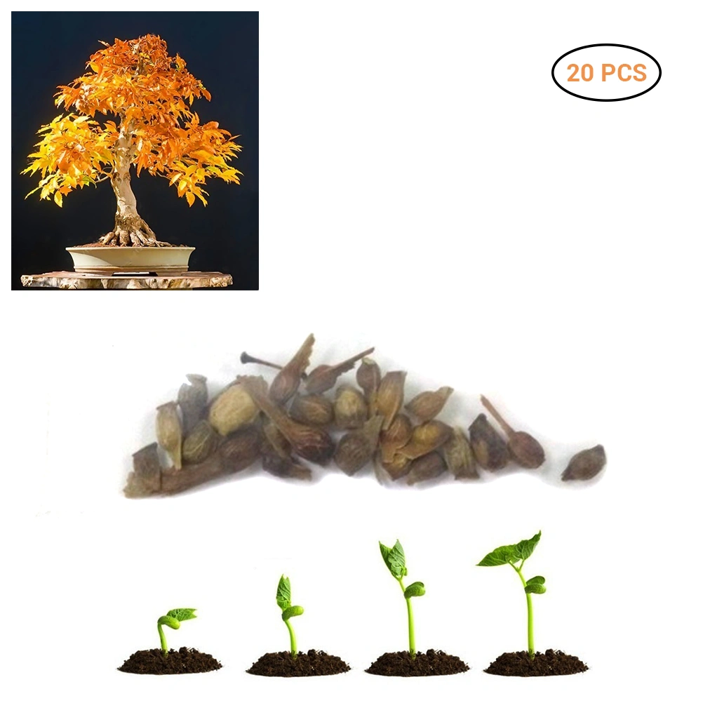 20 Pcs Rare Blue Maple Seeds Bonsai Tree Plants Home Garden Decoration Japanese Maple Tree