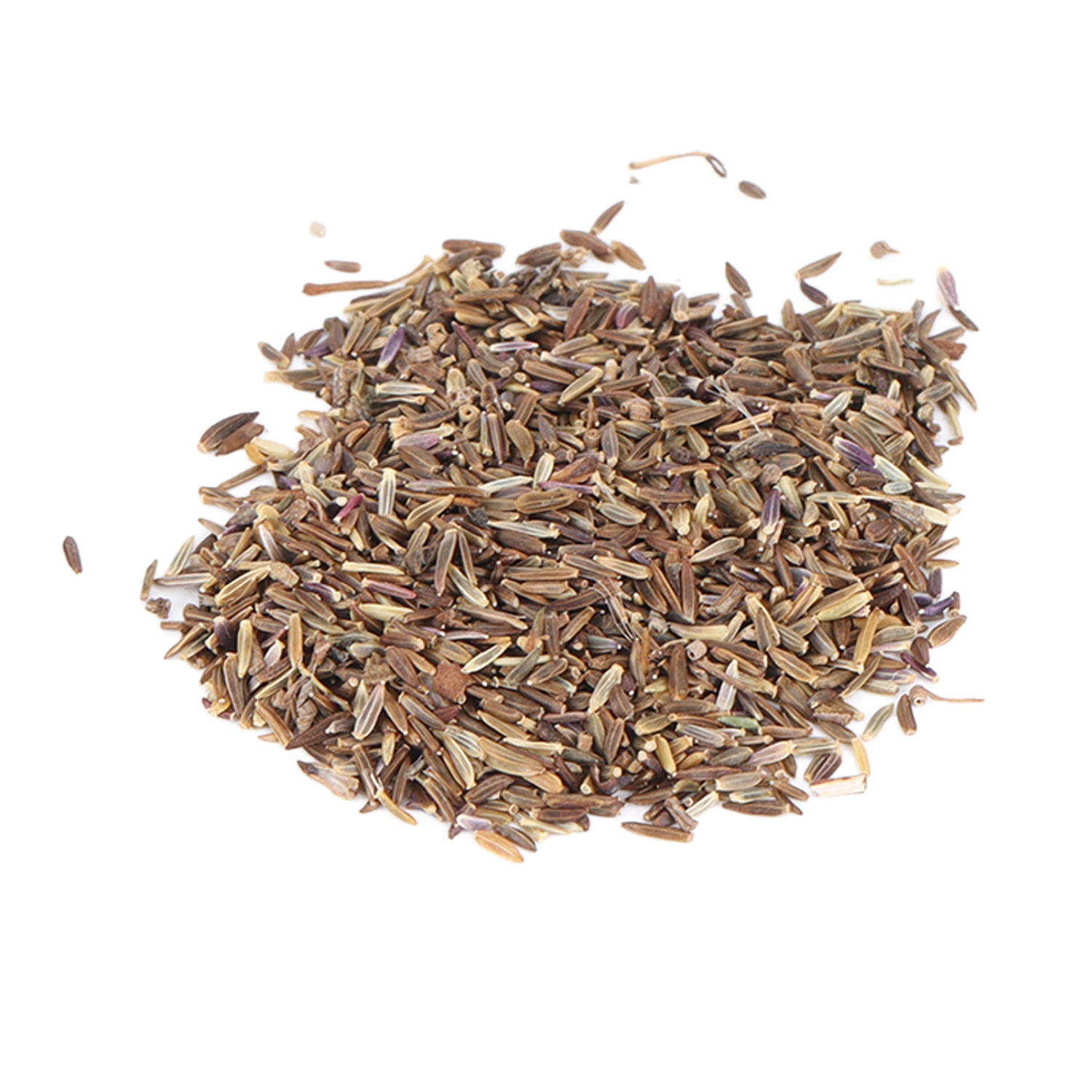 Aster Novi Belgii Seeds 50g High Germination Rate Drought Resistant Symphyotrichum Novi Belgii Seeds for Home Gardening