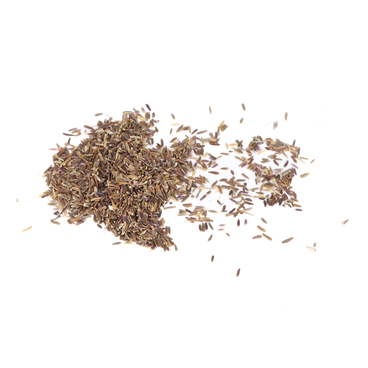 Aster Novi Belgii Seeds 50g High Germination Rate Drought Resistant Symphyotrichum Novi Belgii Seeds for Home Gardening