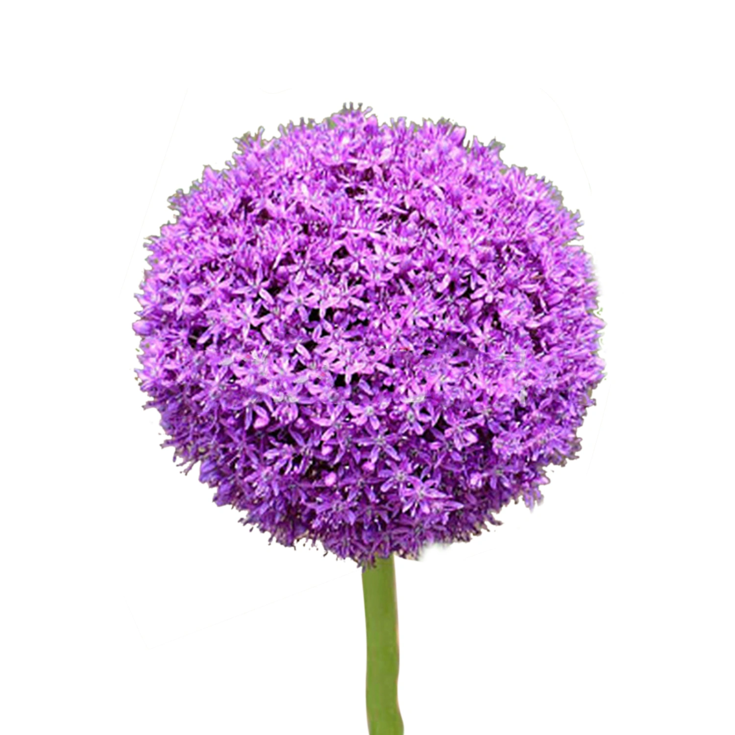100 Seeds/Pack Purple Gian Flowers Seed Garden Lawn Allium Giganteum Seed for Outdoor Balcony