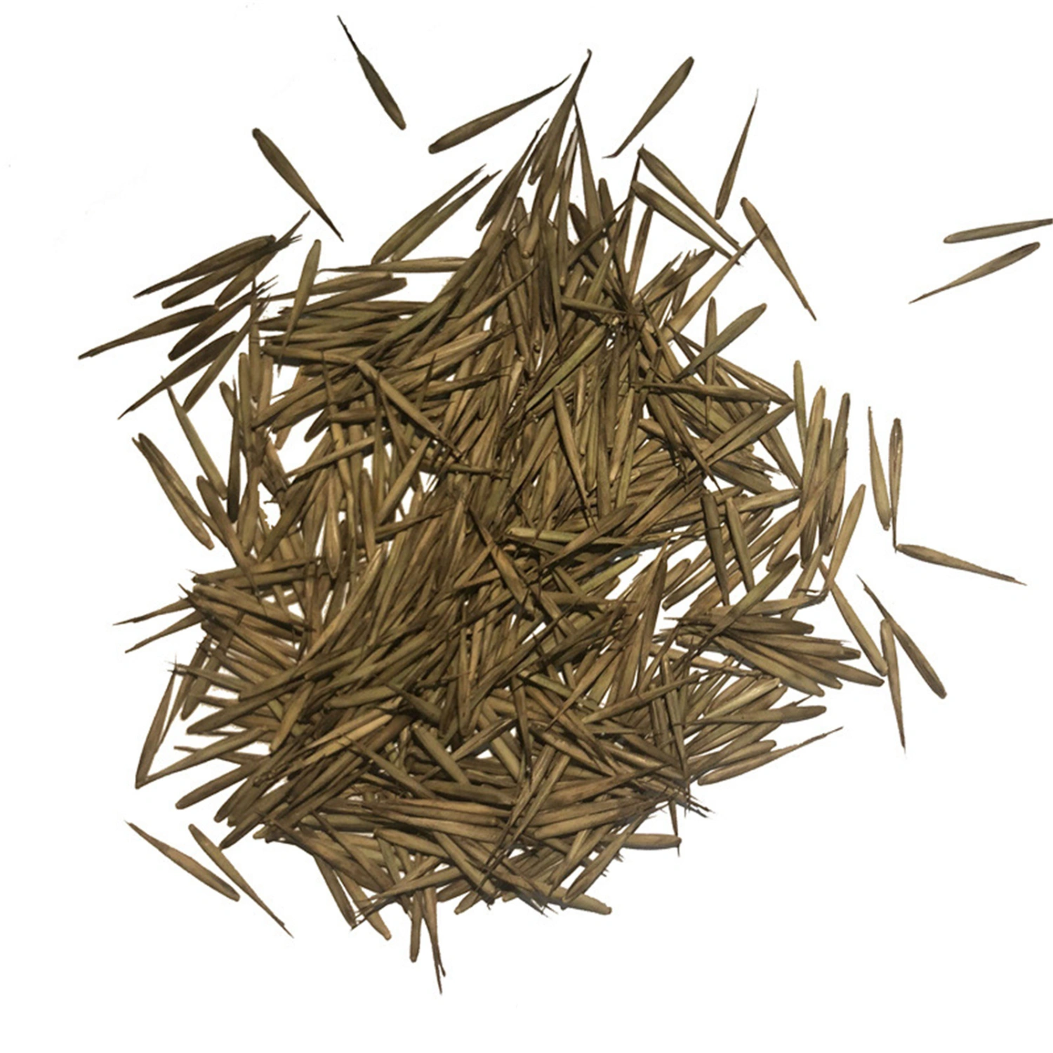 100 Seeds/Pack Green Bamboo Seeds Garden Forest Bamboo Seed for Outdoor Flat Ground