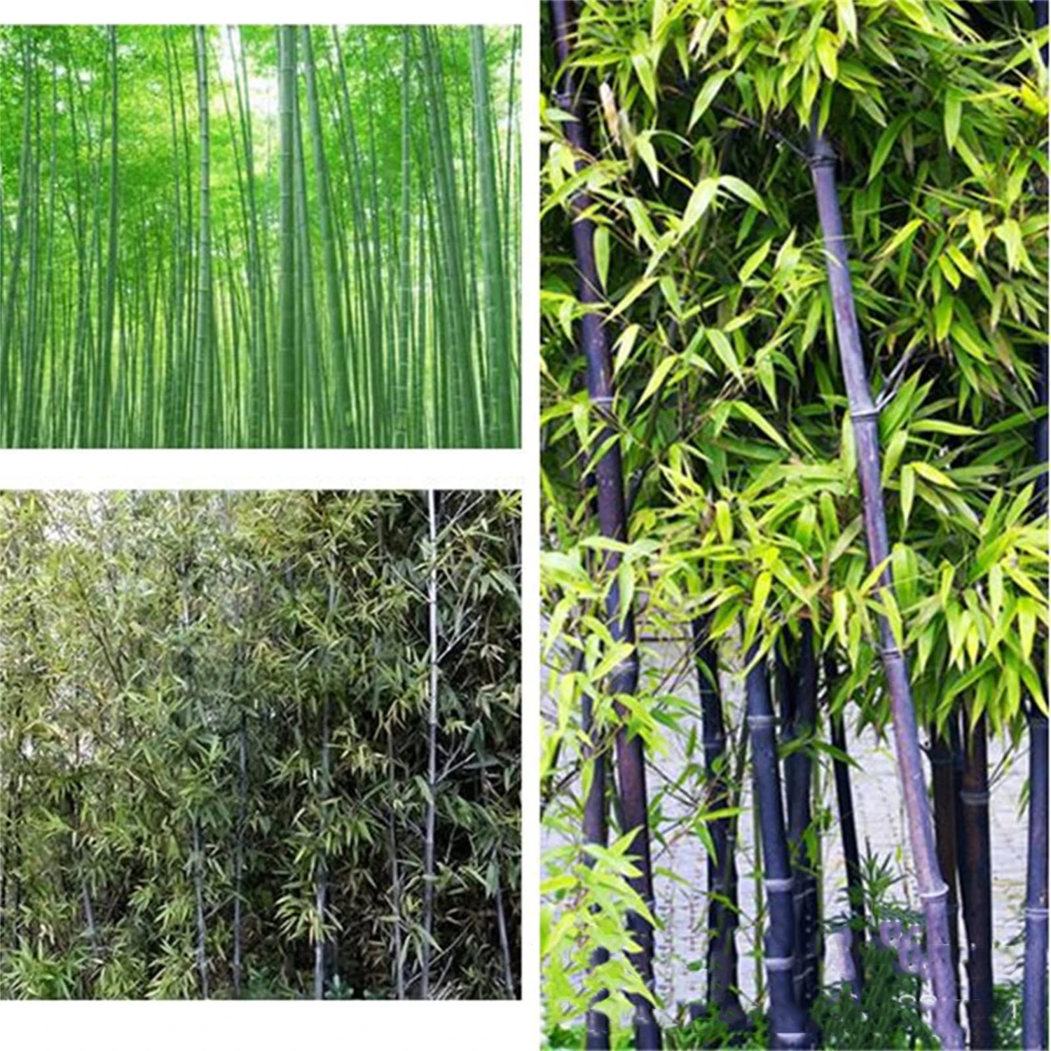 100 Seeds/Pack Green Bamboo Seeds Garden Forest Bamboo Seed for Outdoor Flat Ground