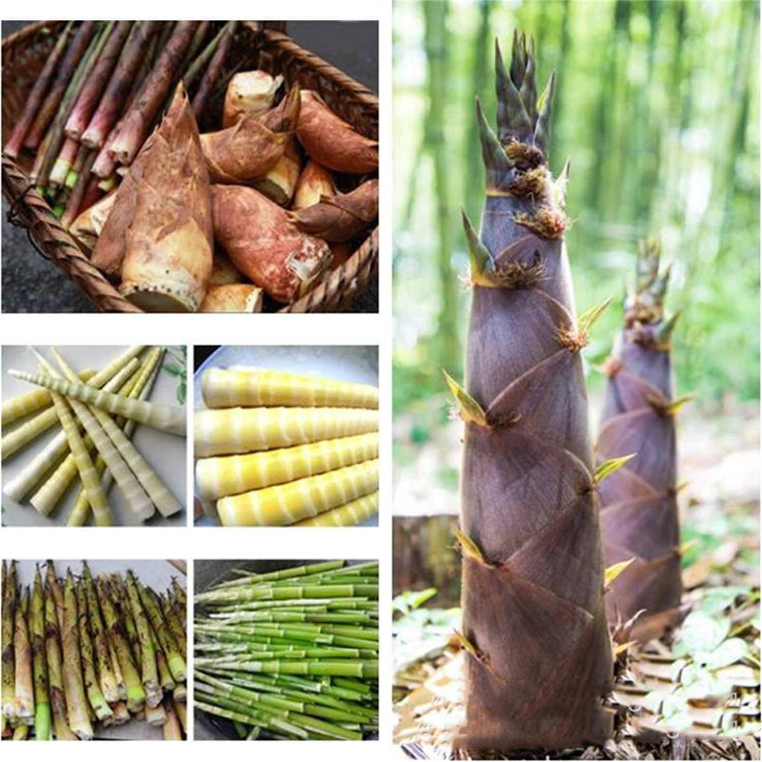 100 Seeds/Pack Green Bamboo Seeds Garden Forest Bamboo Seed for Outdoor Flat Ground