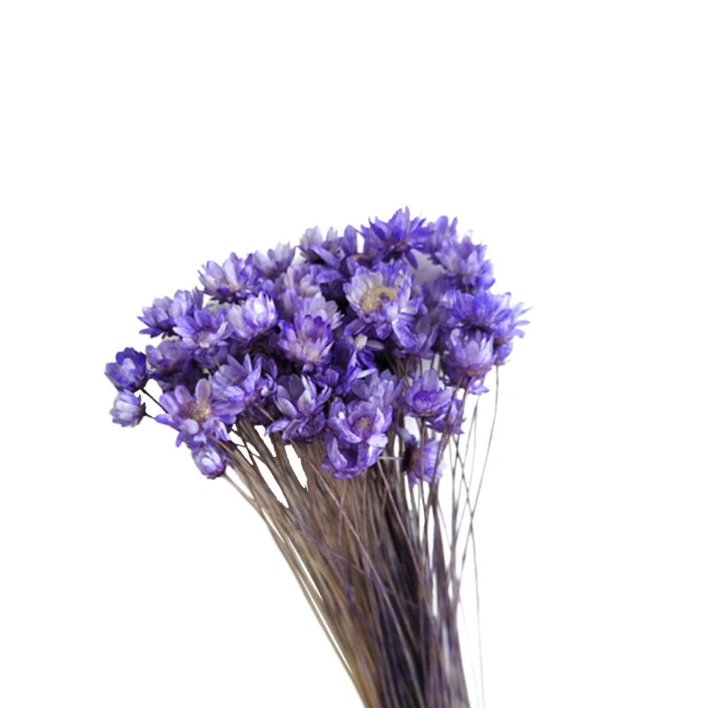 30Pcs Natural Daisy Preserved Flowers Delicate Dried Flowers DIY Jelly Lipstick Glass Ball Everlasting Flower Bouquet Photography Props (Purple)