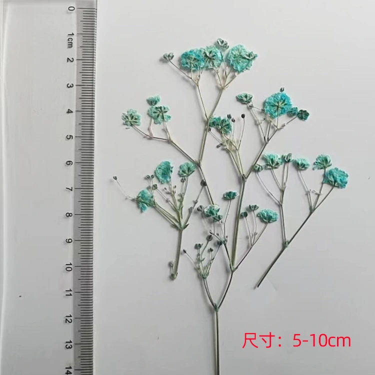 40Pcs Dried Flower Pressed Flower Material Preserved Flower Branches Decor Natural Dried Flowers