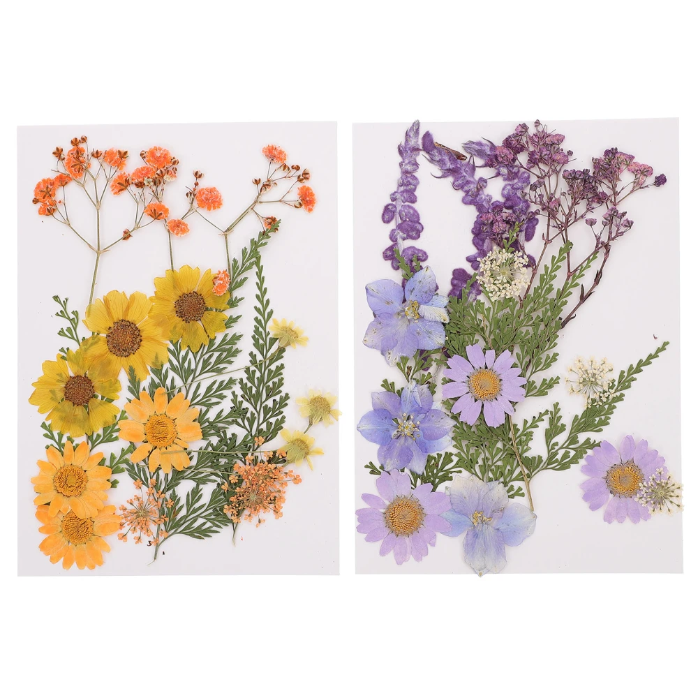 2 Sets Dried Pressed Flower Natural Dried Flowers Materials Pretty Dried Flowers