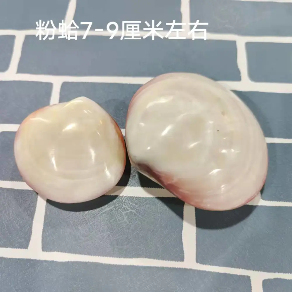 Mini Shell Trinket Box Shell Shaped Jewelry Case Natural Seashell Wrapping Box Decorative Trinket Case