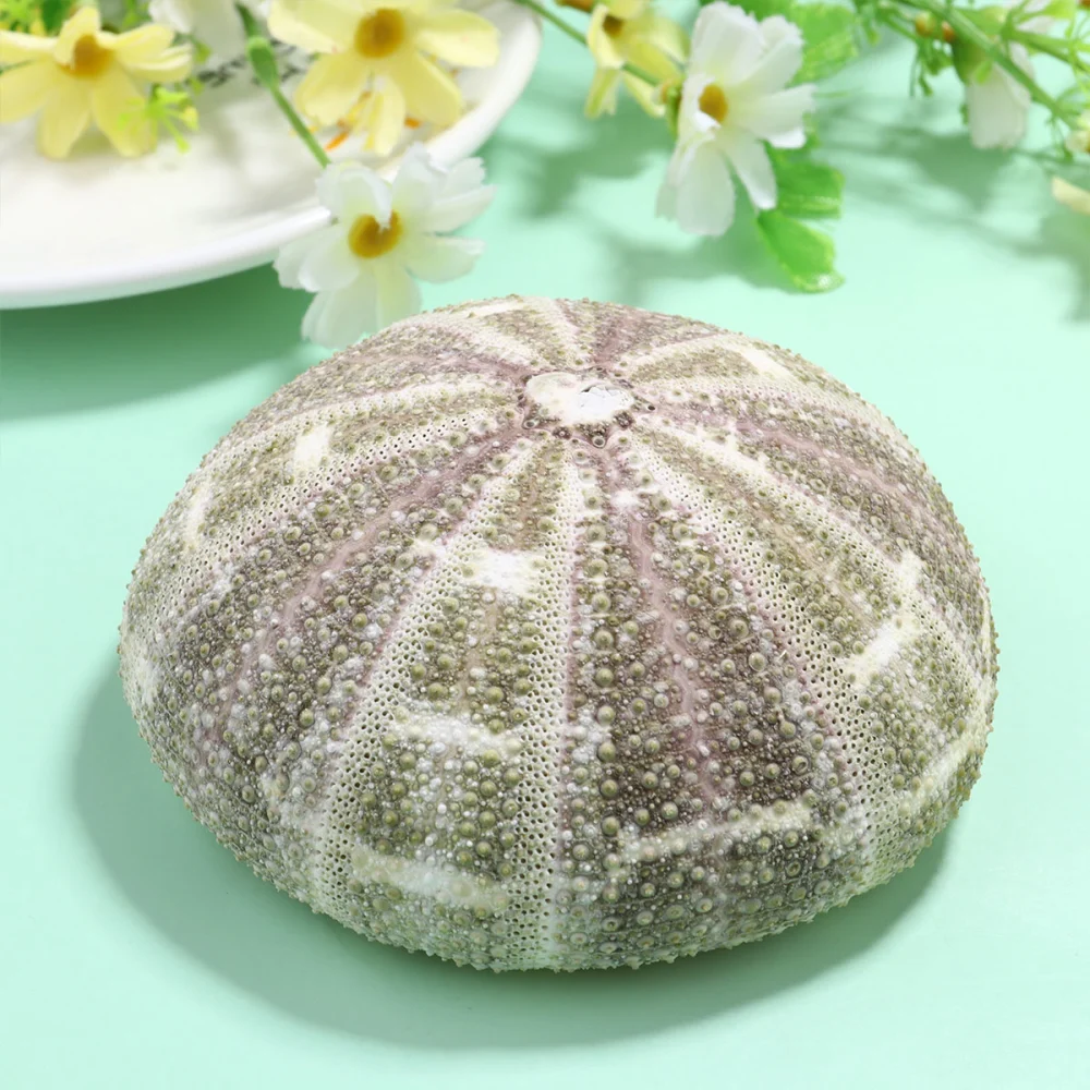 2pcs Natural Dried Sea Urchin Shells Conch Shells Creative Containers DIY Handmade Mini Planting Pots Desktop Ornament for Home Office Bedroom