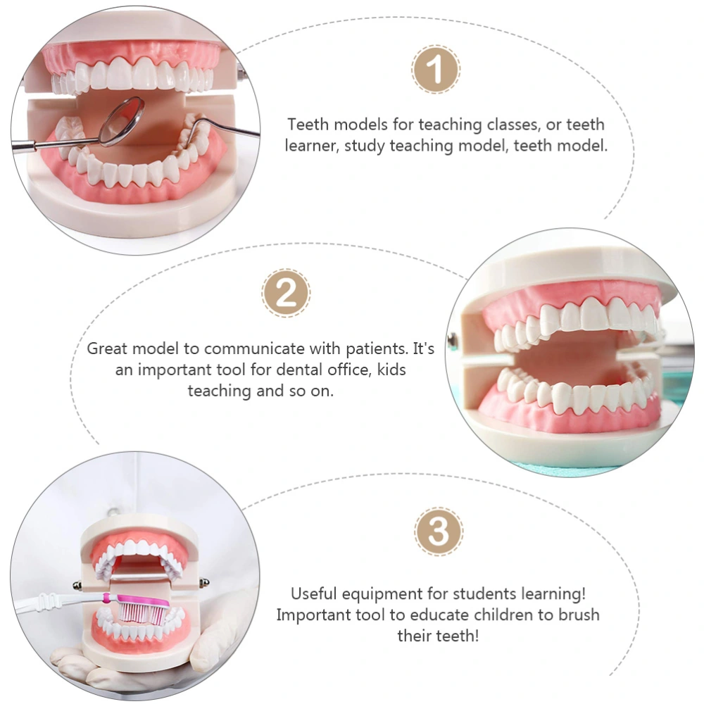 2pcs Useful Dental Models Oral Cavity Models Oral Education Tooth Models