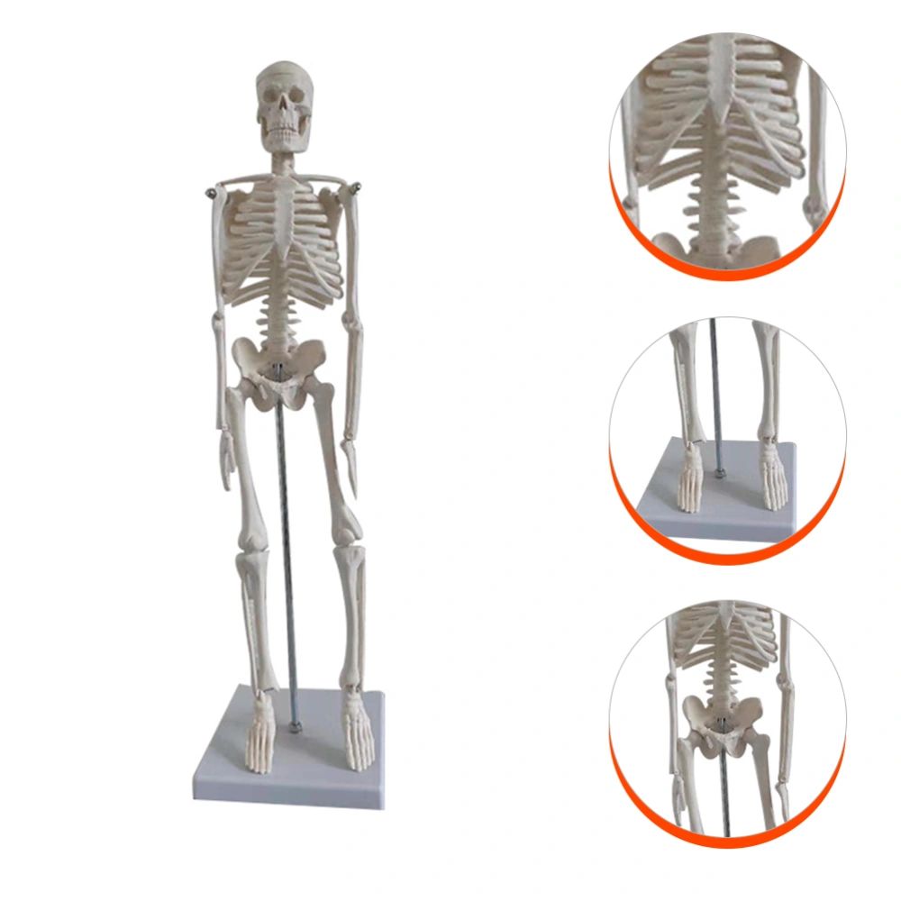 Medical Anatomical Skeleton Human Skeleton Model Scientific Model for Anatomy