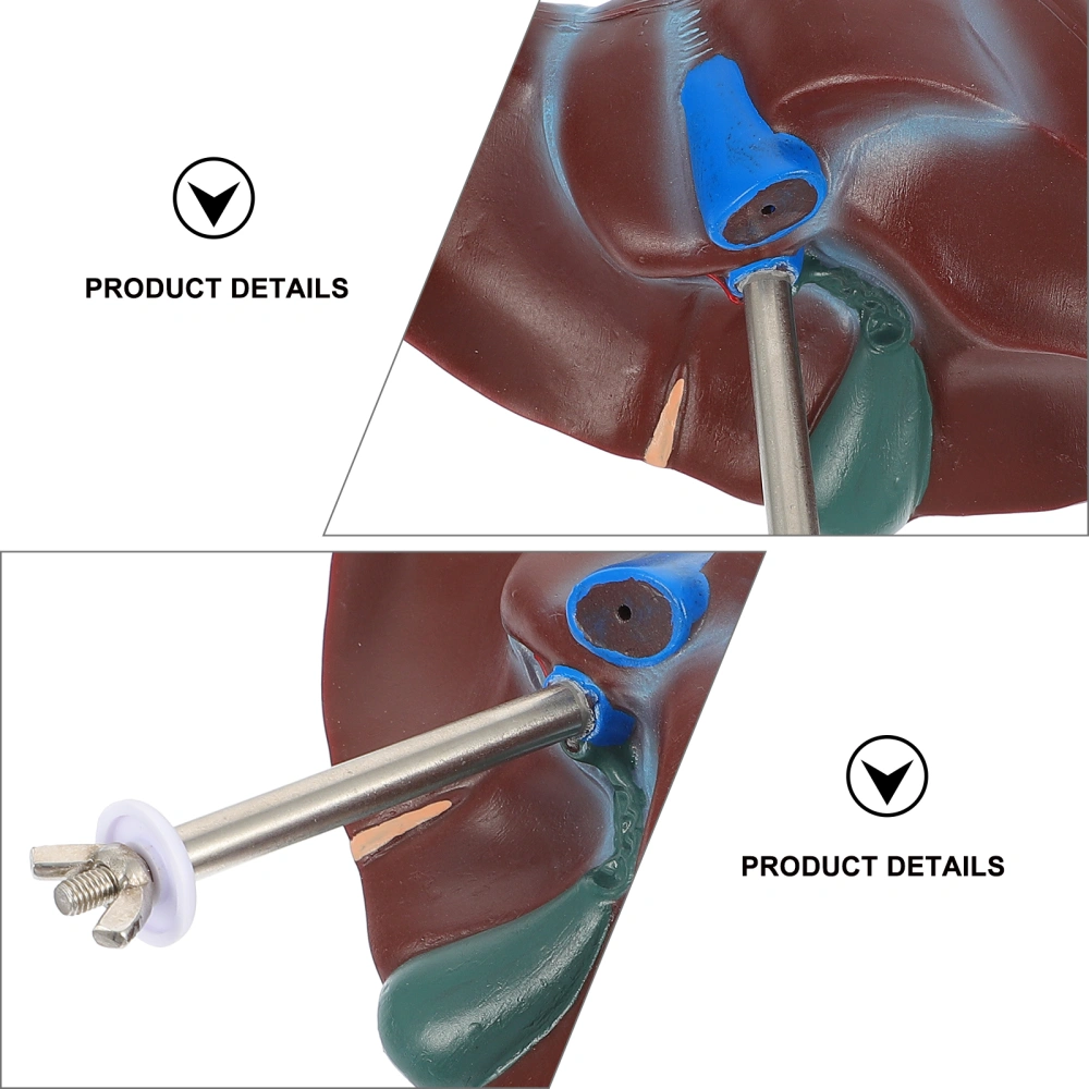 1pc Medical Anatomical Liver Model Human Liver Anatomical Model with Base